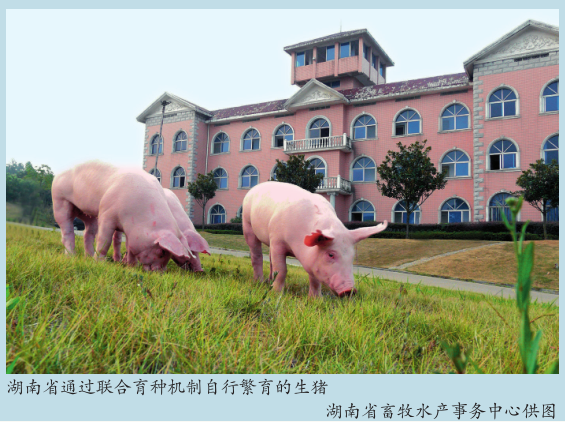 瞭望丨一粒米、一块肉的“湘味