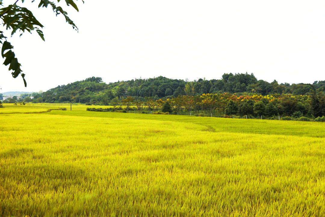 【丰收图】春华秋实,硕果累累