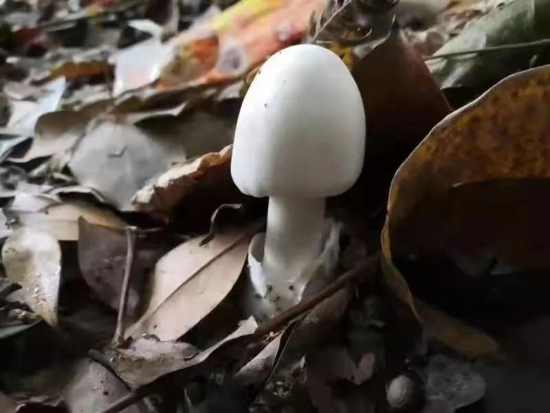 科普动起来丨看到野生蘑菇，请远离！