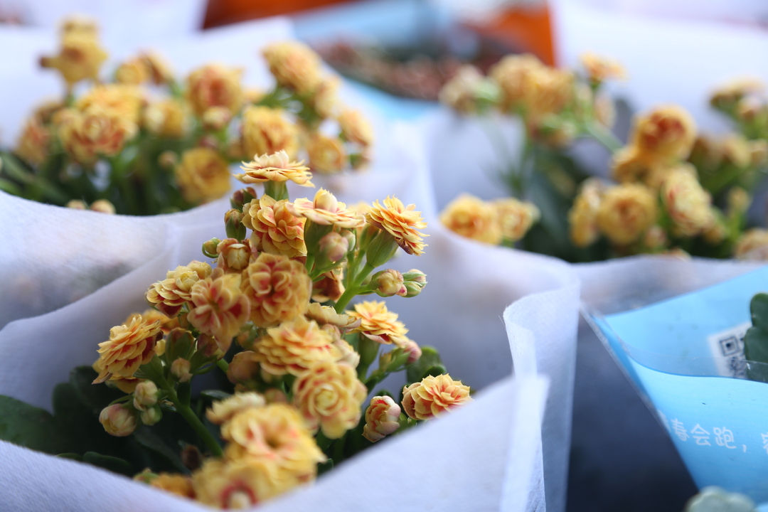 【视频】羊牯花卉园林市场开业啦