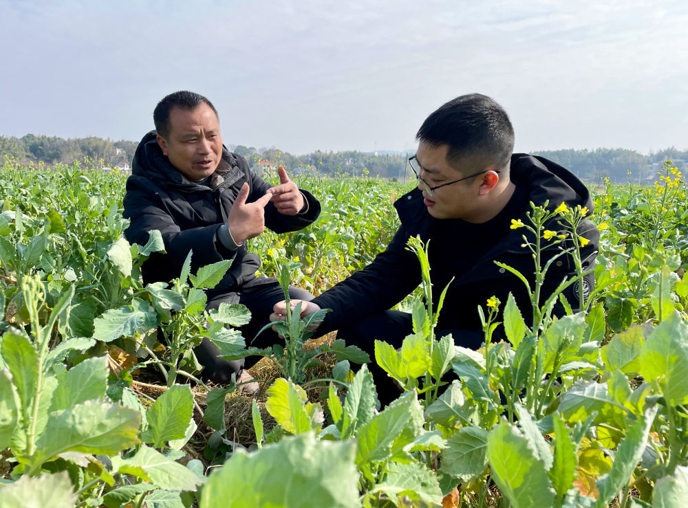 新华社丨“冬闲人忙”放手干——湖南新型粮油生产经营主体新春走访见闻
