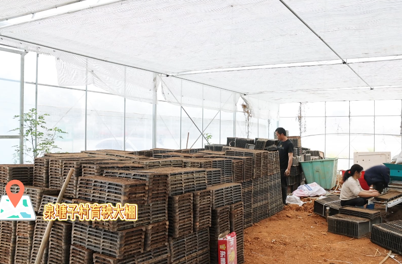 【奋进的春天】姜畲镇：春耕预备式，泉塘子村育秧忙