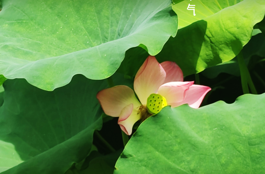 【小雨说节气】小暑至，盛夏始