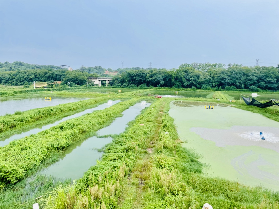【创业在雨湖】罗赞：初闯漫漫养虾路
