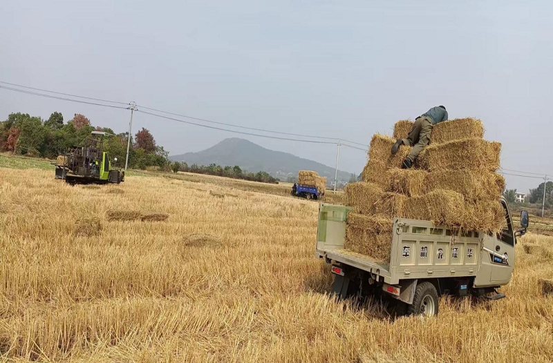 【干在雨湖】鹤岭镇：示范社带头推进秸秆综合利用