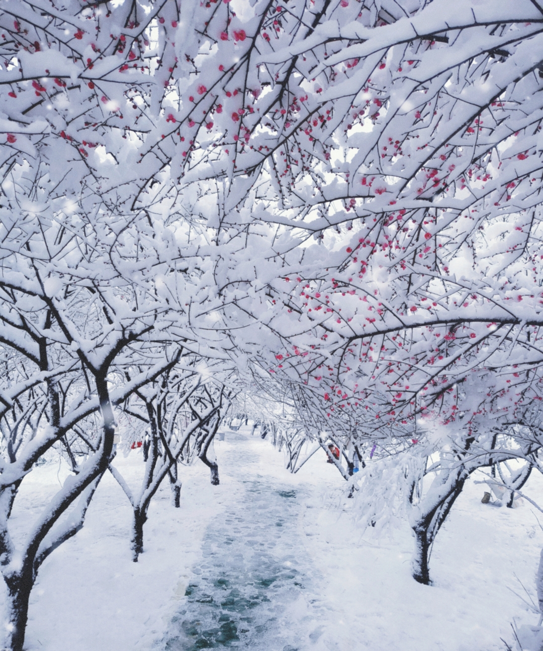 组图丨湖科大的初雪与梅