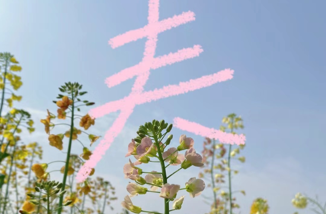 视频 | 走，出发！一起去鹤岭赏花