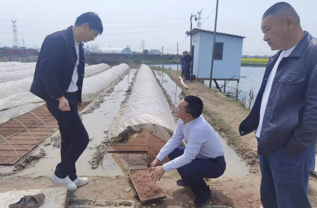 雨湖区：春风催芽醒，大户育秧忙