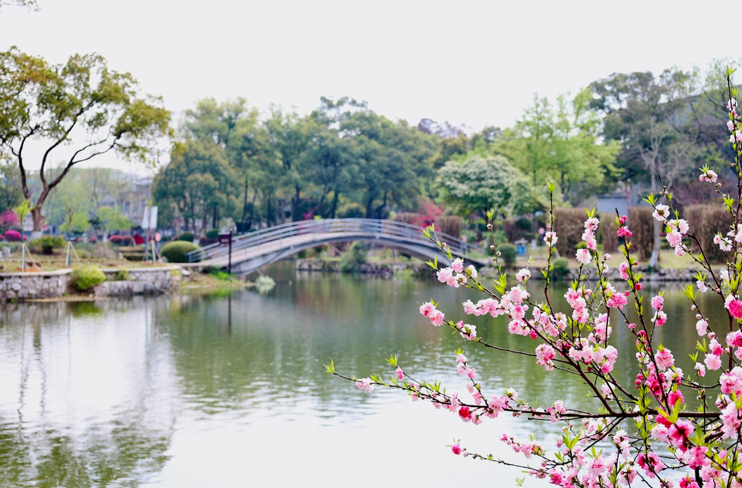 组图 |邂逅春日的雨湖公园：繁花密叶，姹紫嫣红
