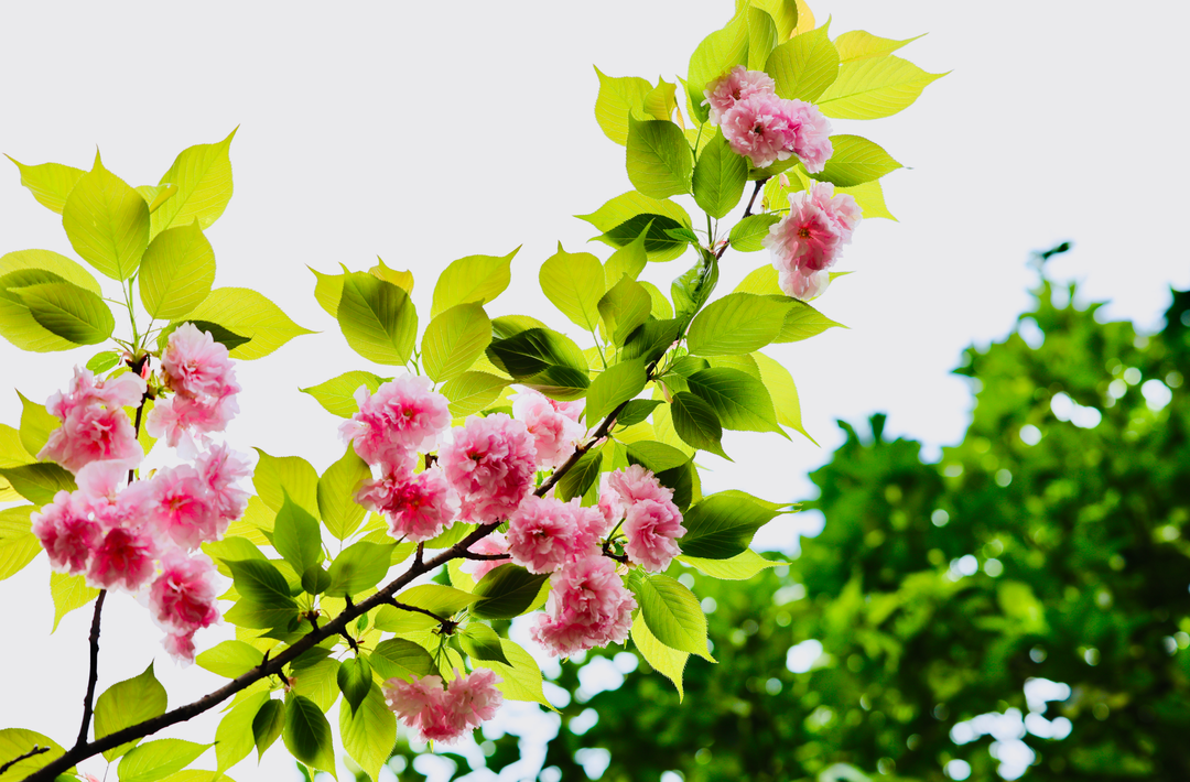 组图 |湘潭和平公园：花繁翠漫，树茂青浓