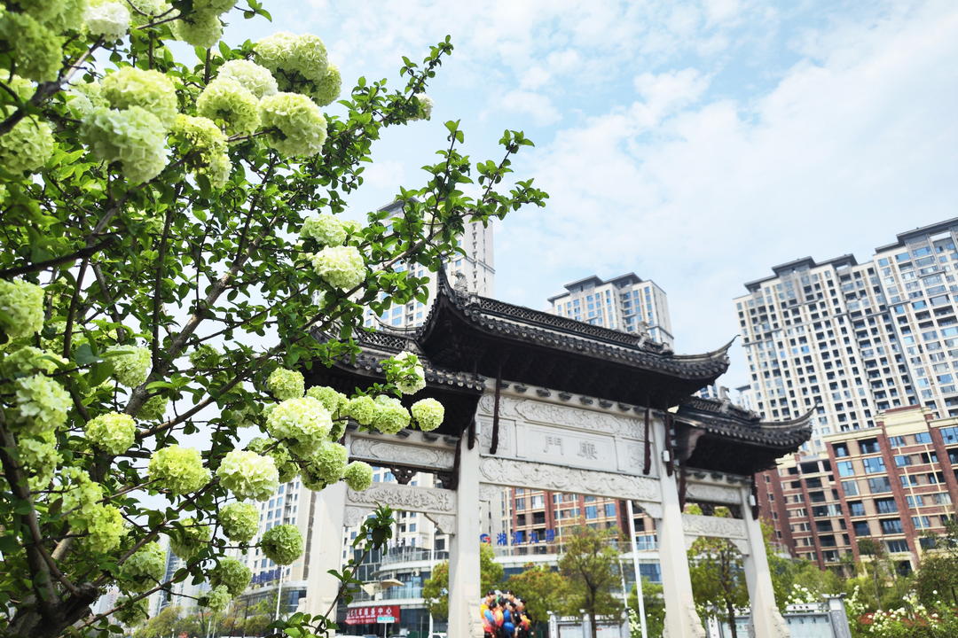 组图｜湘潭九华湖德文化公园：春日的极致浪漫，雪落枝头等风来