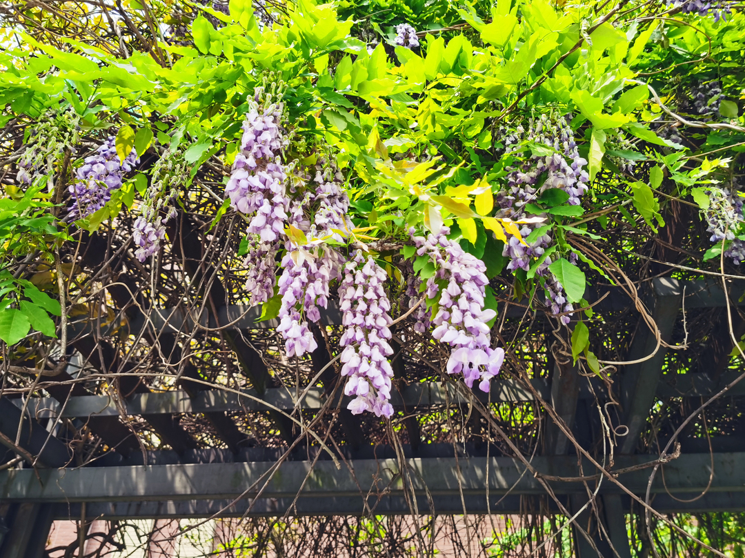 组图｜湘潭雨湖：紫藤花开时，四月春风醉