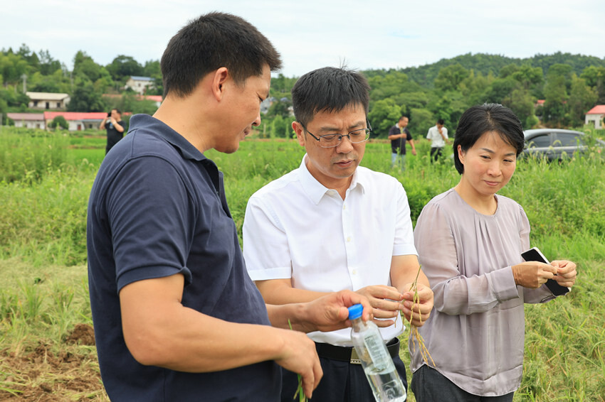 陈小平到鹤岭镇调研粮食安全工作