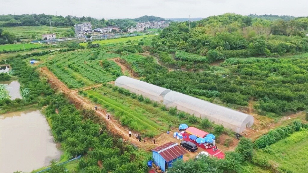 雨湖有好物丨黄桃成熟季 采摘正当时