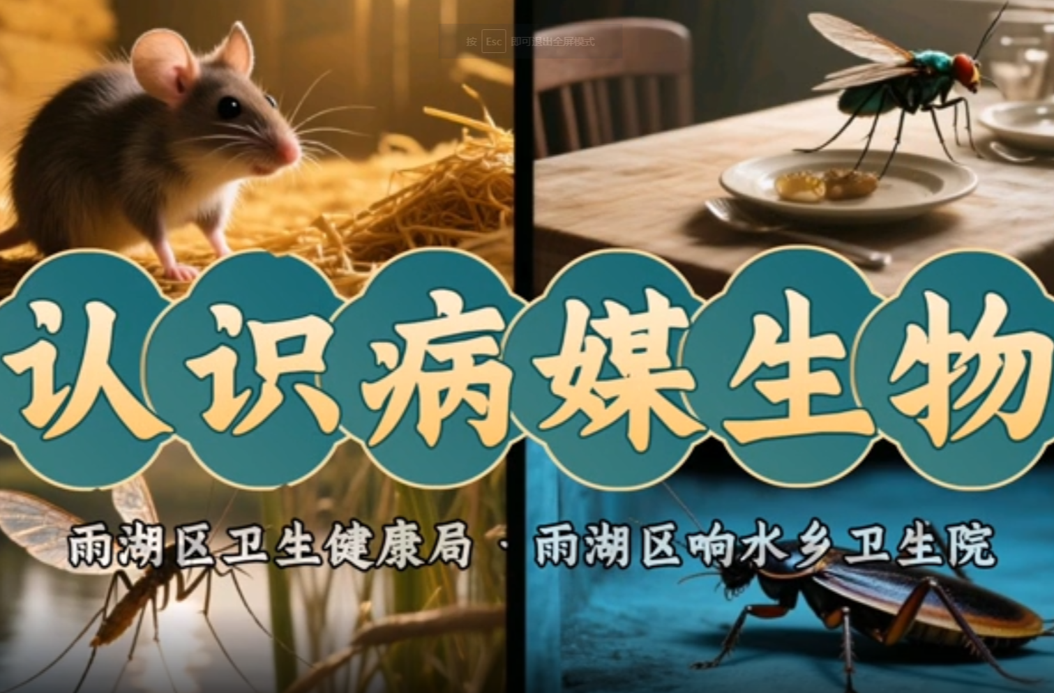科普视频｜响水乡卫生院：病媒生物——看不见的风险，看得见的防控
