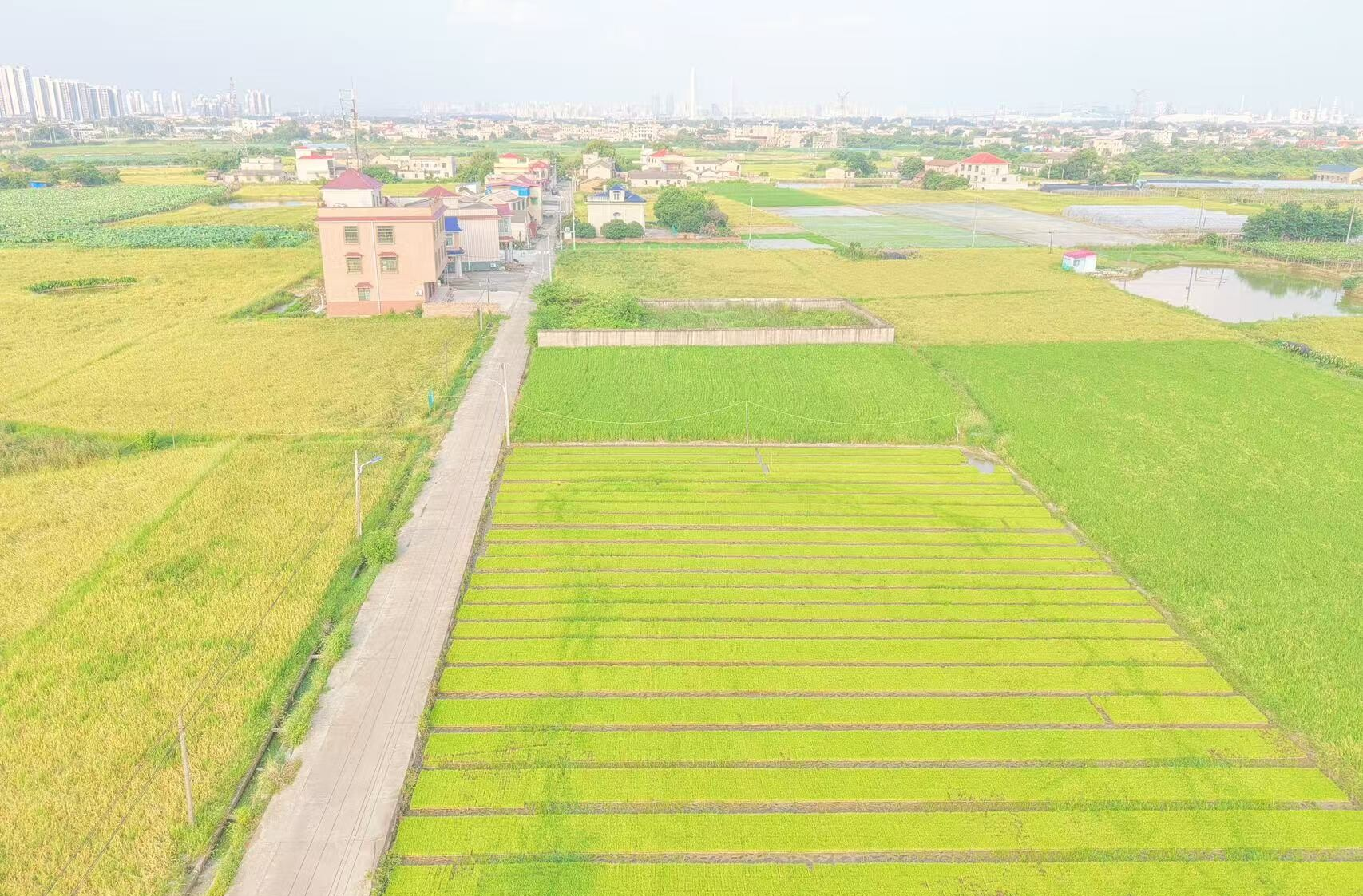 湘潭市雨湖区：稳粮增收与绿色发展同步推进