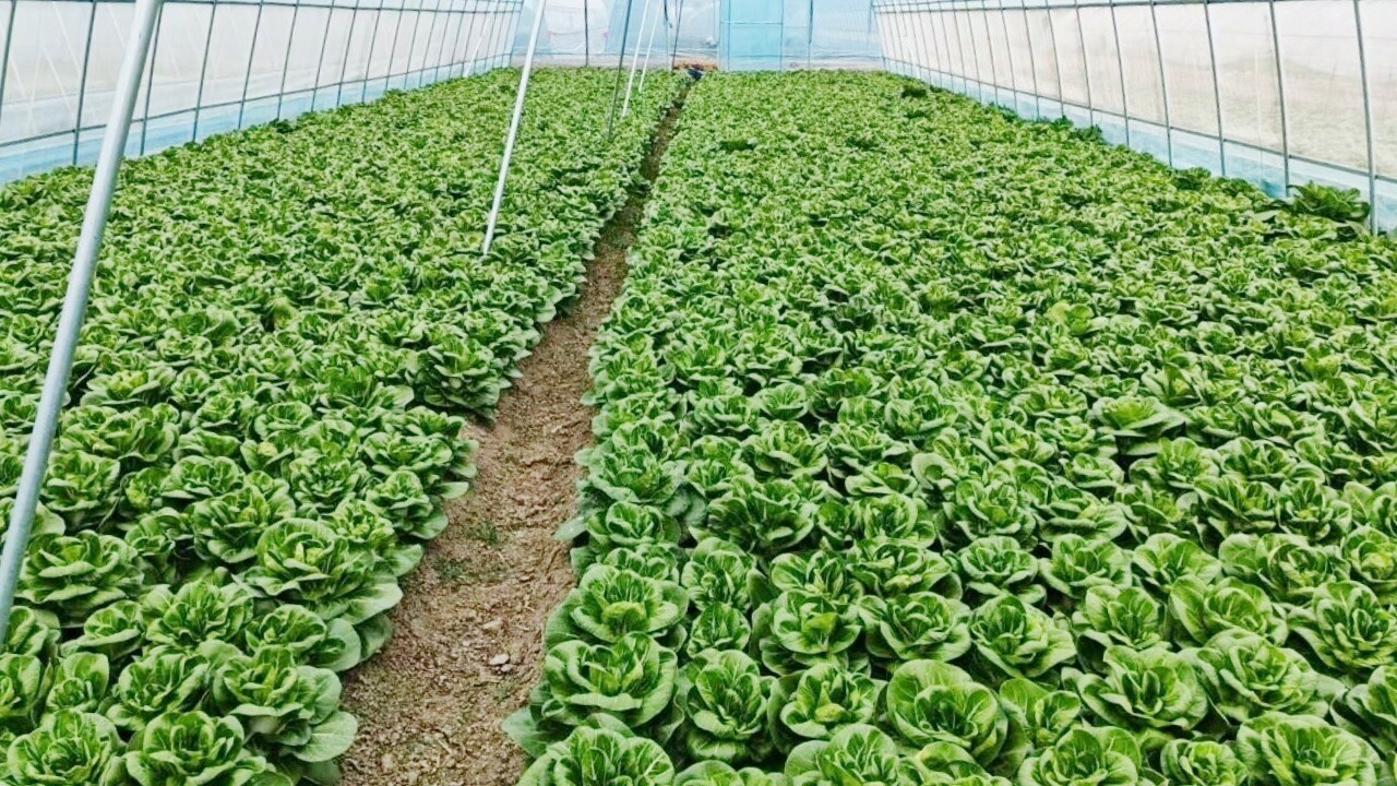 新春启新程|雨湖区：“湘潭矮脚白”走俏大湾区