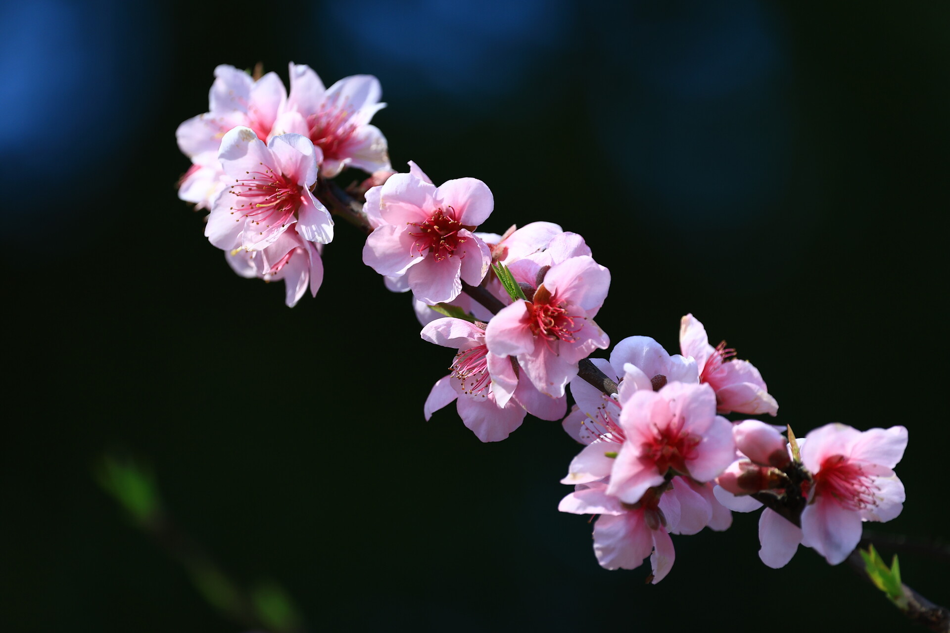 组图丨春天的雨湖公园：芳香四溢，沁人心脾