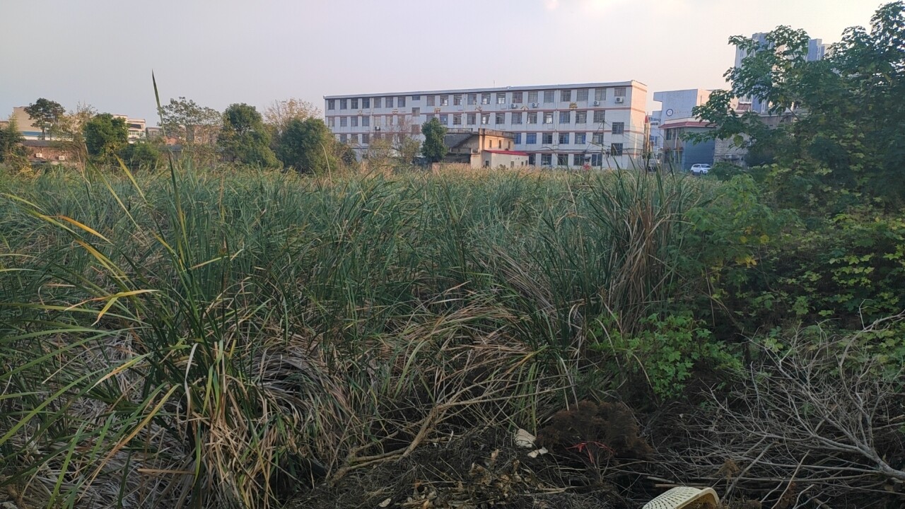 长城乡人大代表建议落地见效 黑臭水体治理与立云小学交通安全隐患项目改造双双告捷