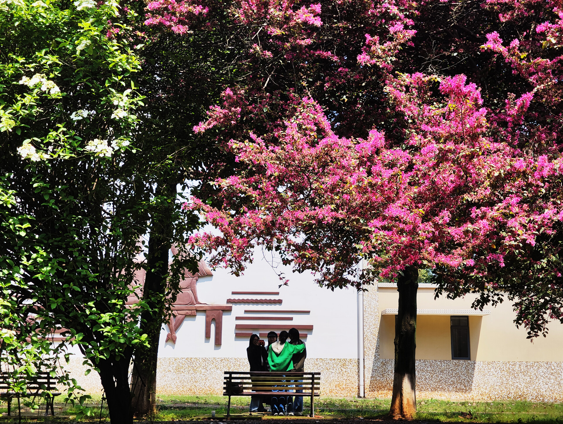 组图｜湘潭雨湖：春日里的“紫气东来”