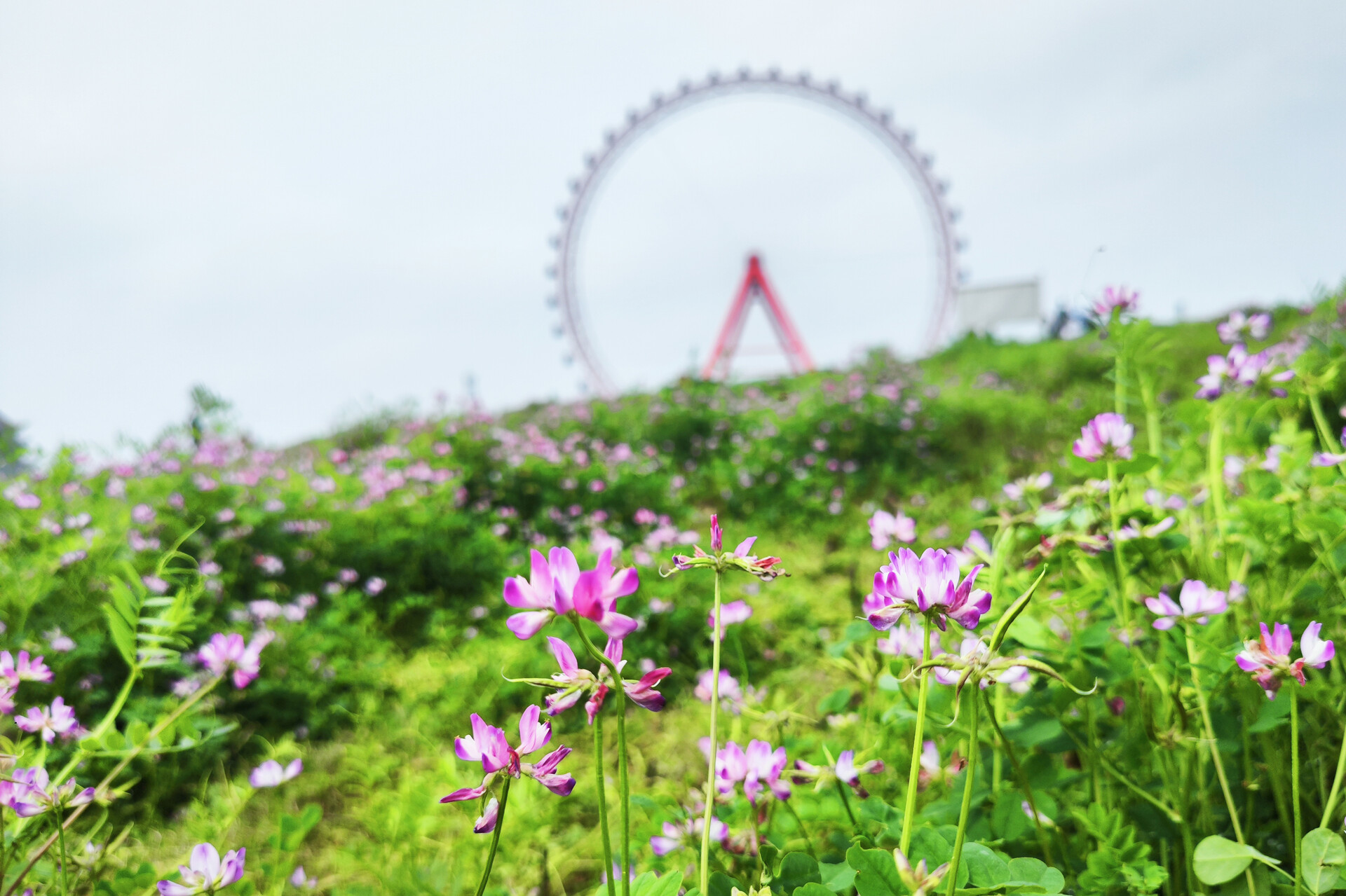 组图｜湘潭雨湖：摩天轮下的“紫色花园”