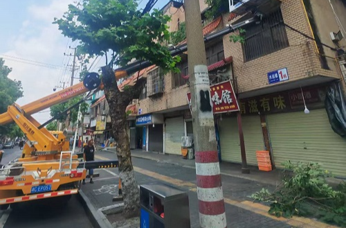 唐兴寺社区：整治墙体上的野生构树 筑牢社区安全防线