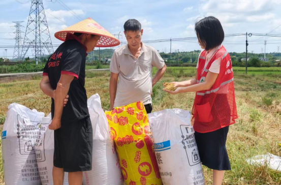 姜畲镇新城村开展早稻现场测产 夯实粮食增产根基