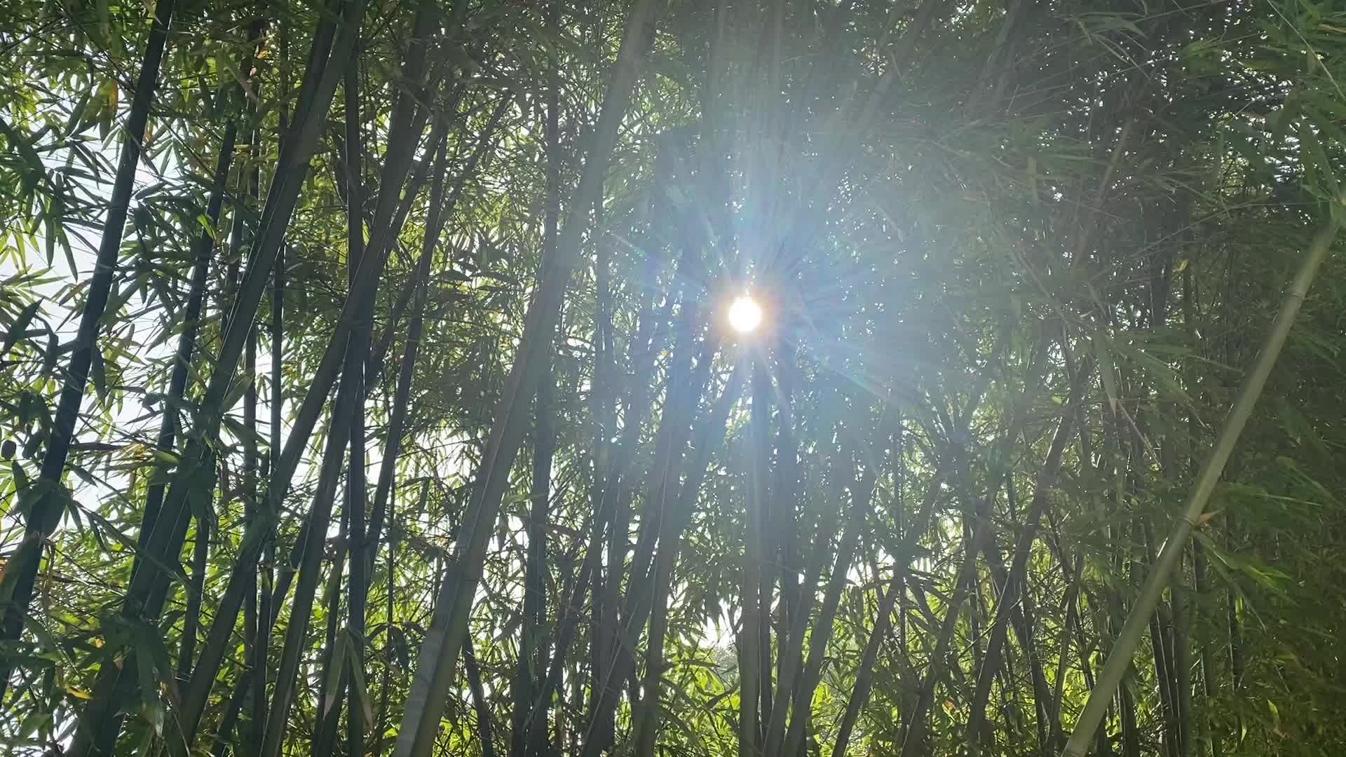 【视频】和平社区：定格流金岁月