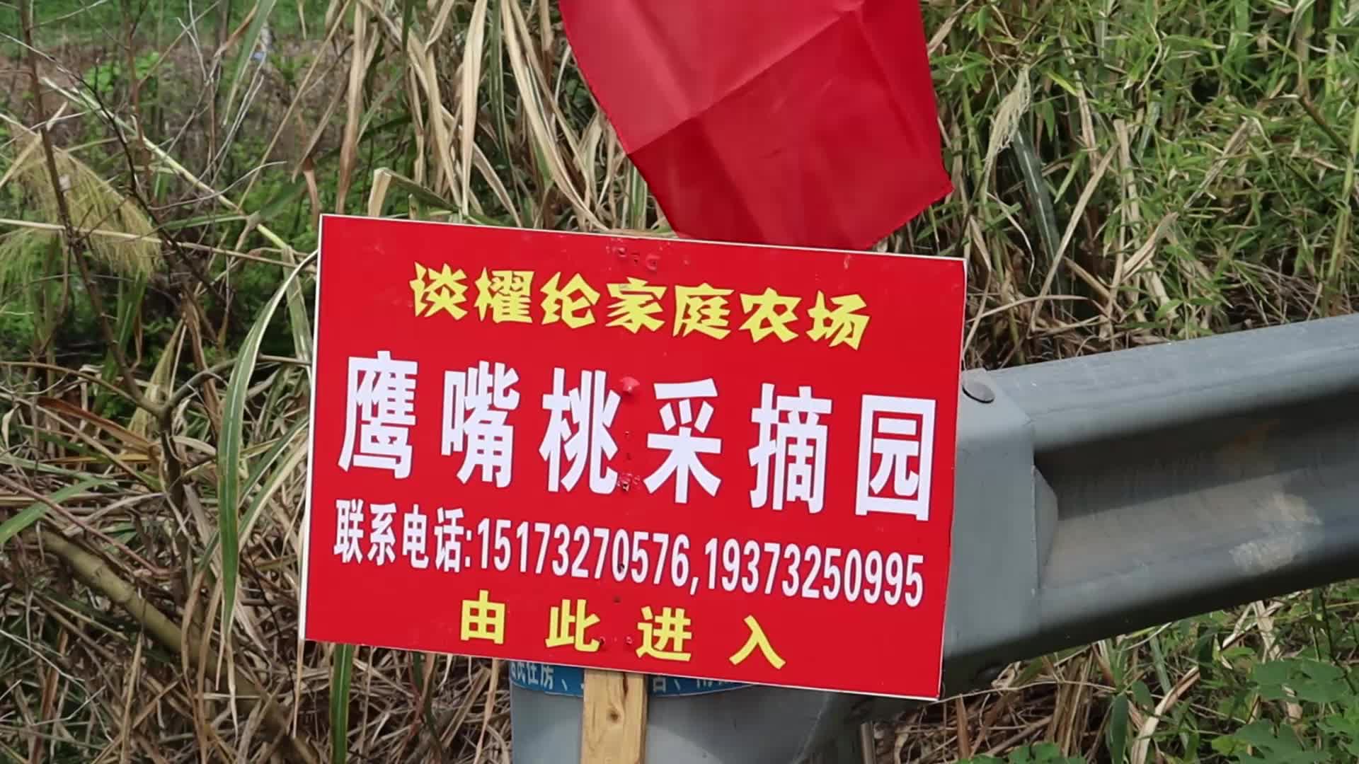 视频丨雨湖区谈櫂纶家庭农场鹰嘴桃喜获丰收