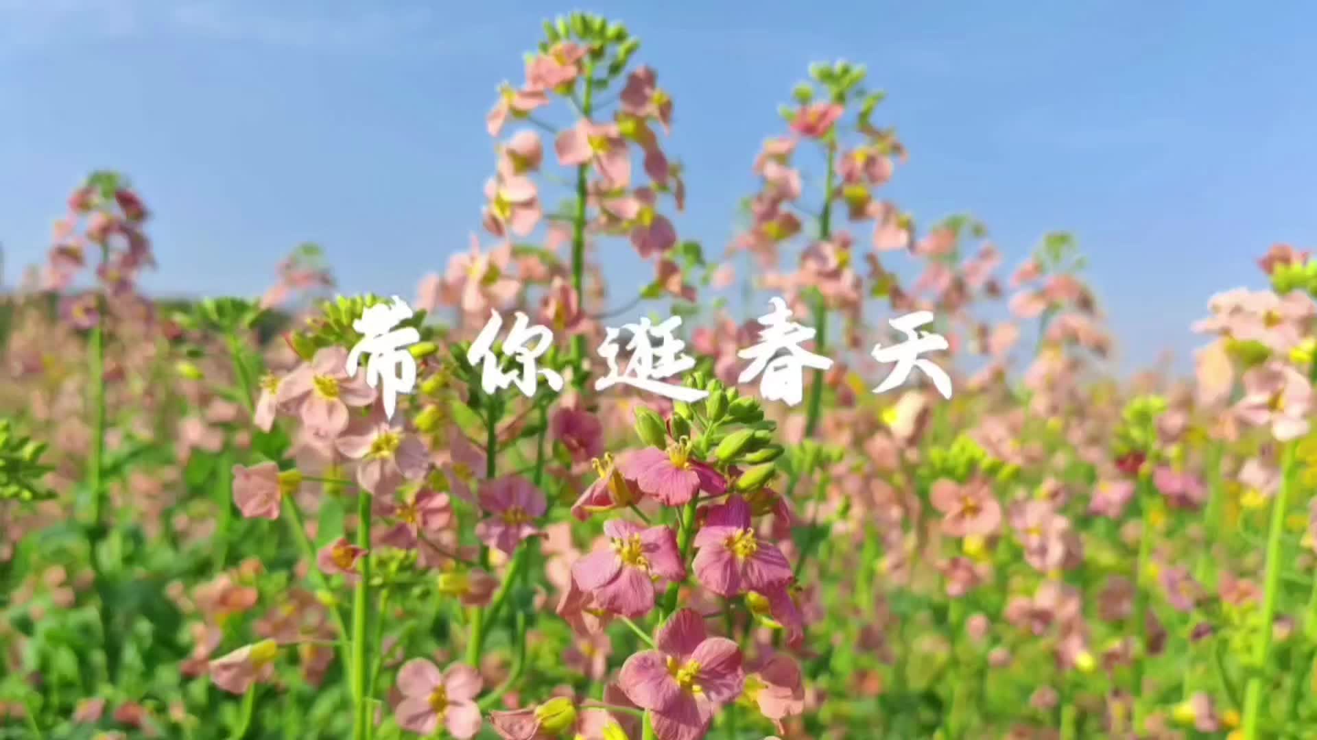视频｜您有一封长城乡七彩花田的邀请函请查收！