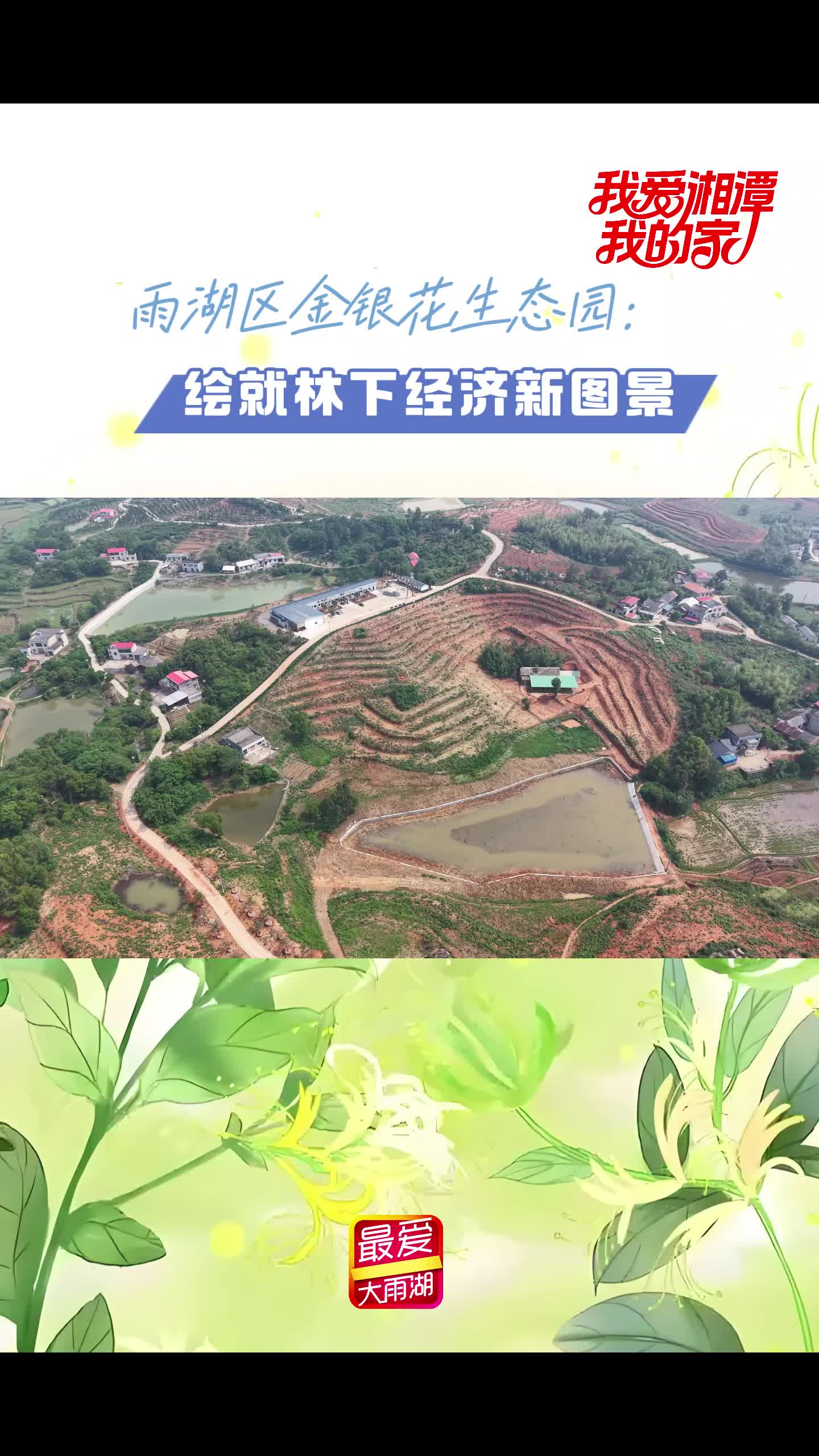 视频丨湘潭雨湖金银花生态园：绘就林下经济新图景