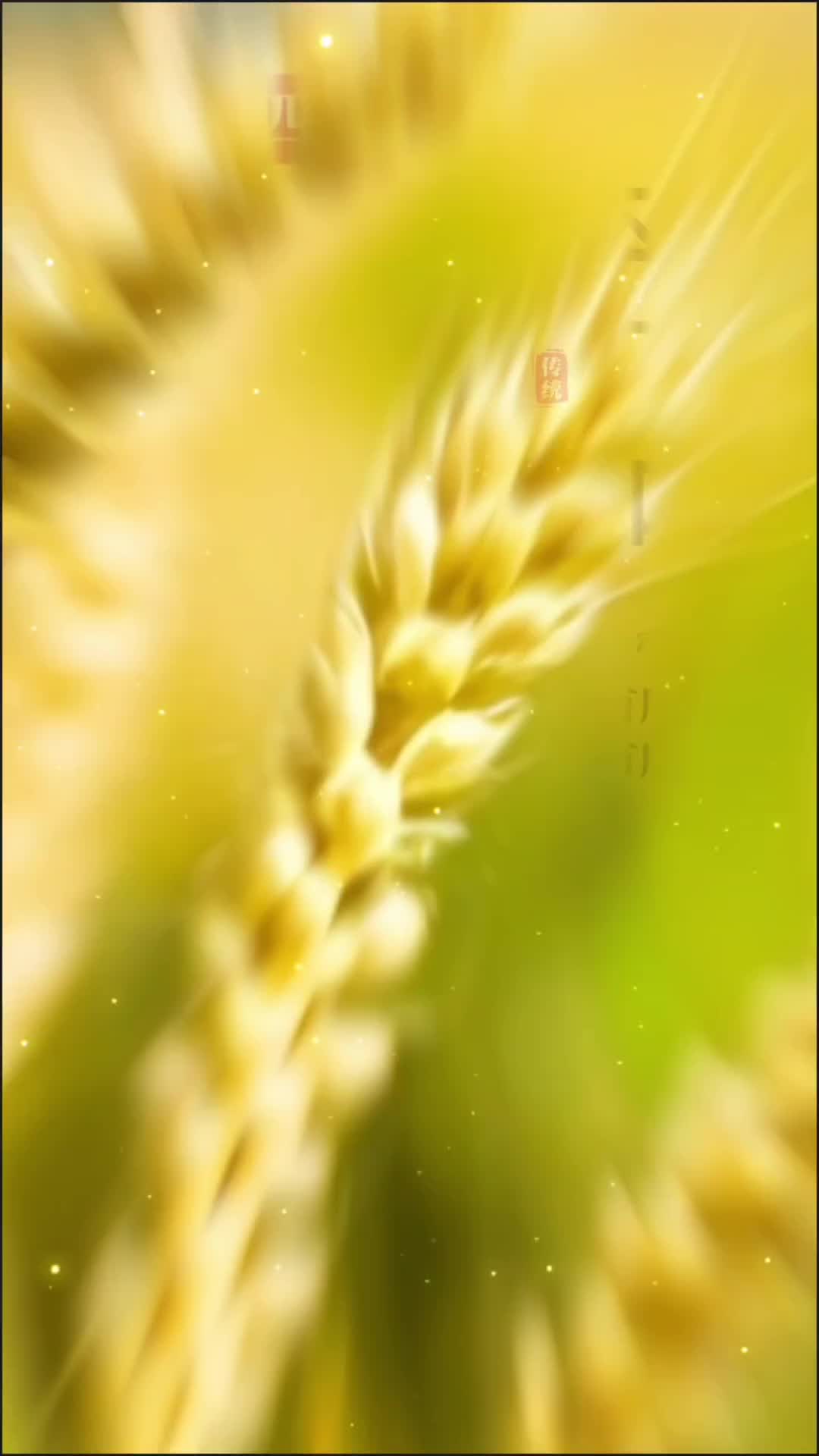 科普视频｜雨湖区二十四节气养生视频——芒种