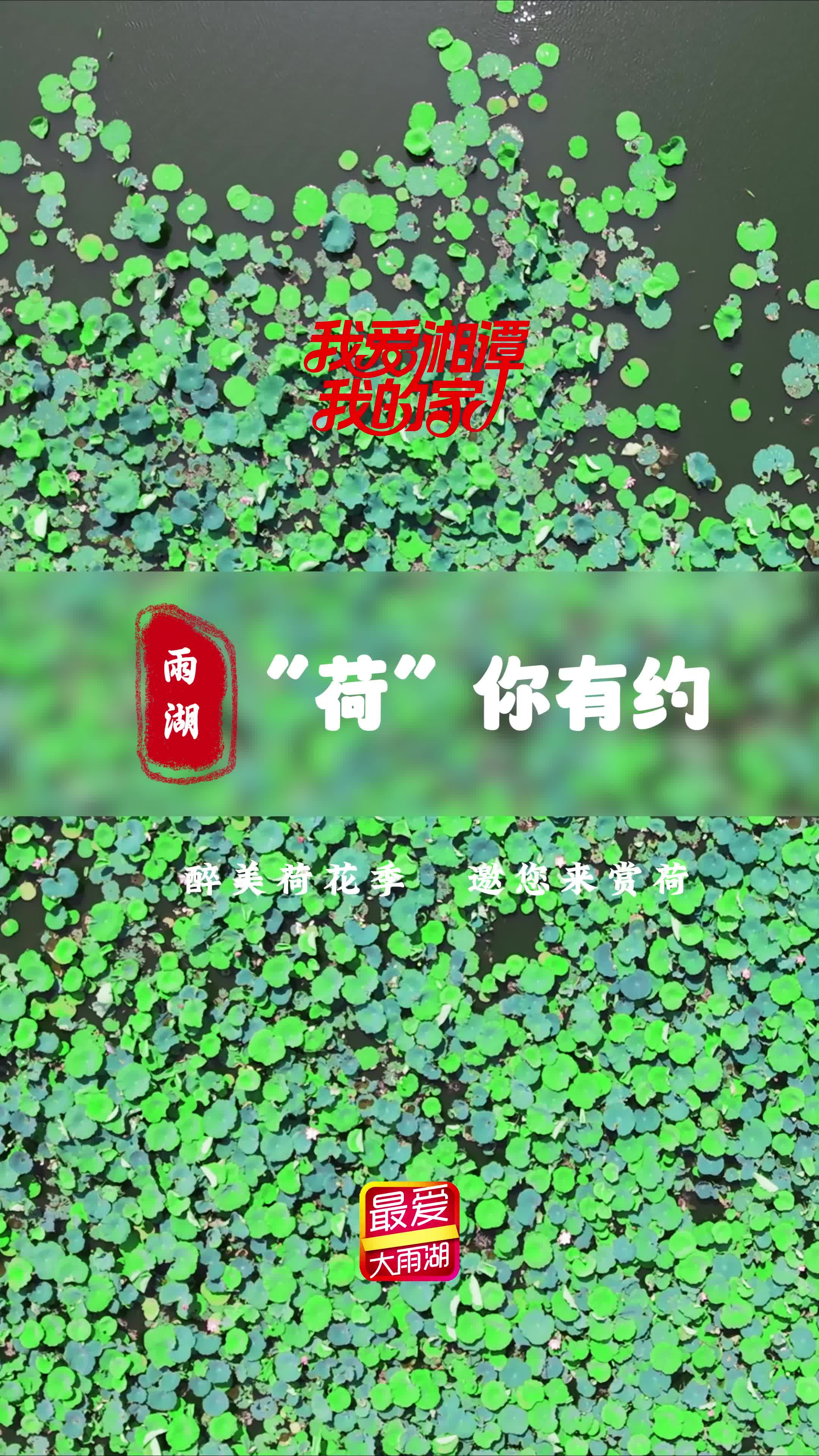 湘潭雨湖“荷”你有约丨醉美荷花季，邀您来赏荷