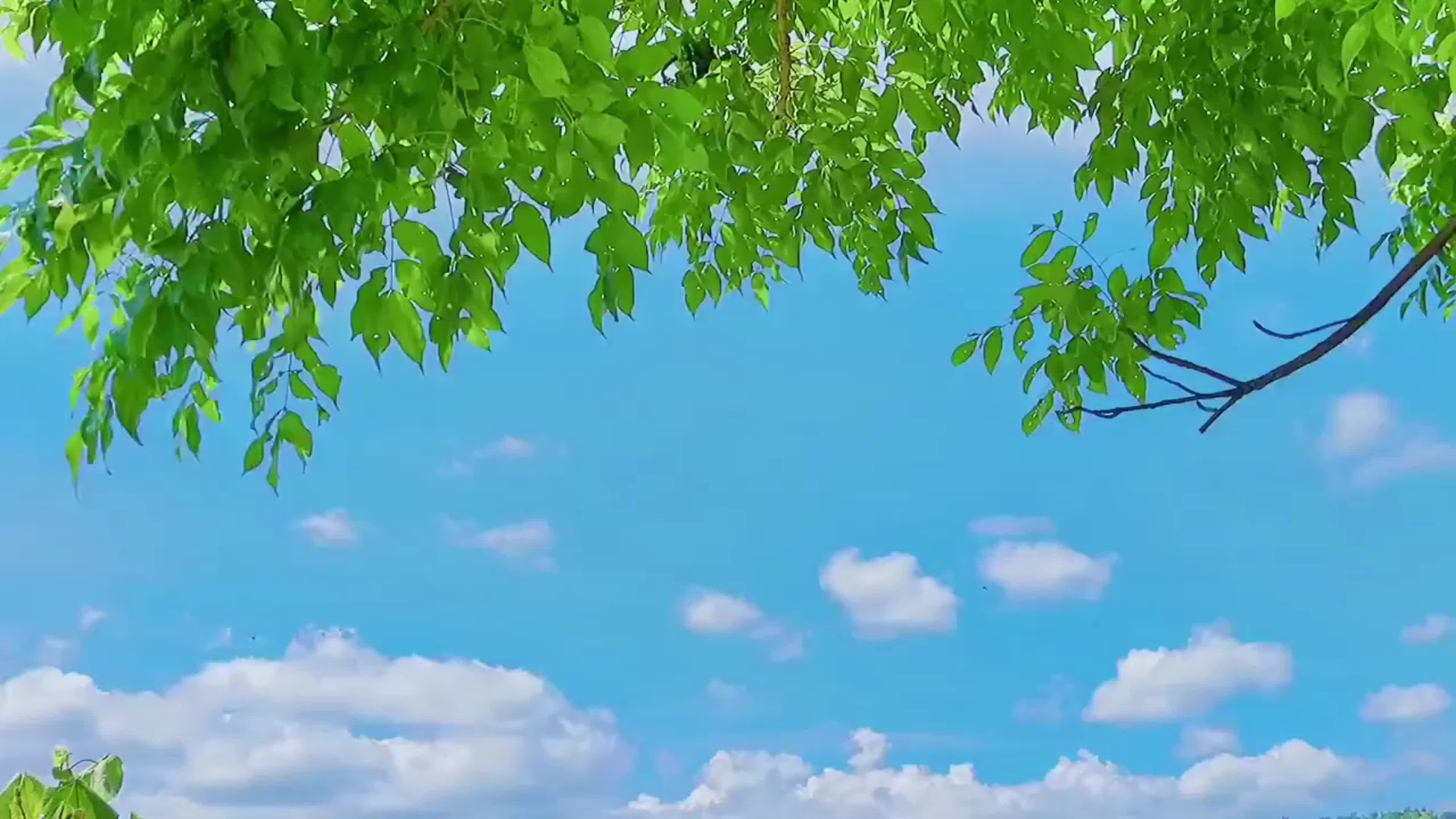 科普视频｜响水乡卫生院：夏日防中暑，四步记心头