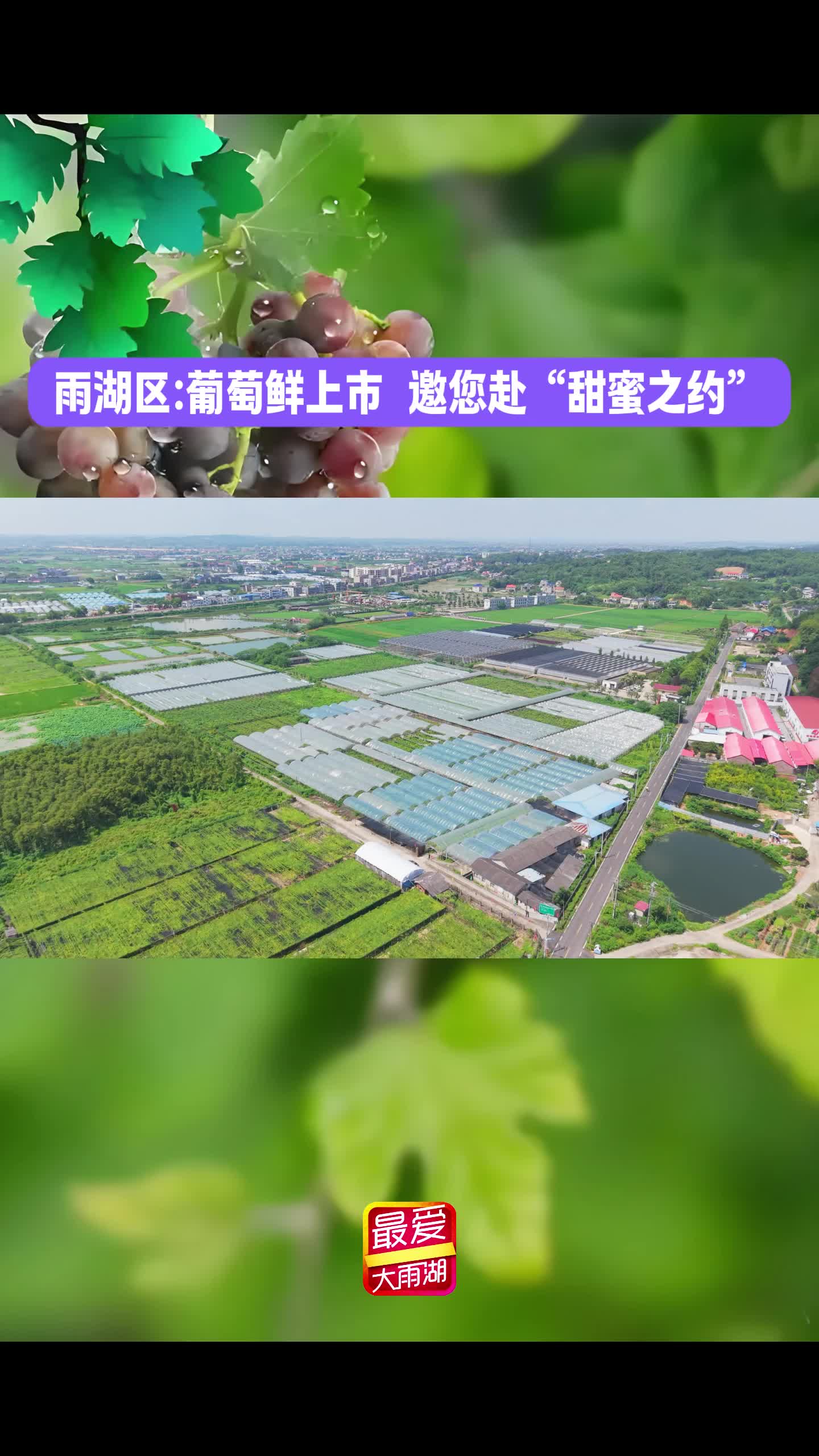 雨湖有好物丨雨湖区：葡萄鲜上市，邀您赴“甜蜜之约”