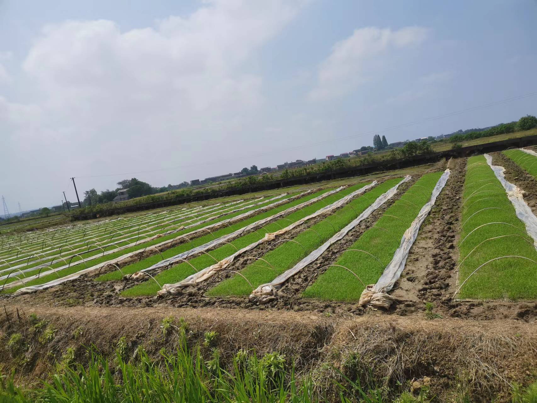 雨湖区：扛牢粮食生产重任，助力乡村提振工程