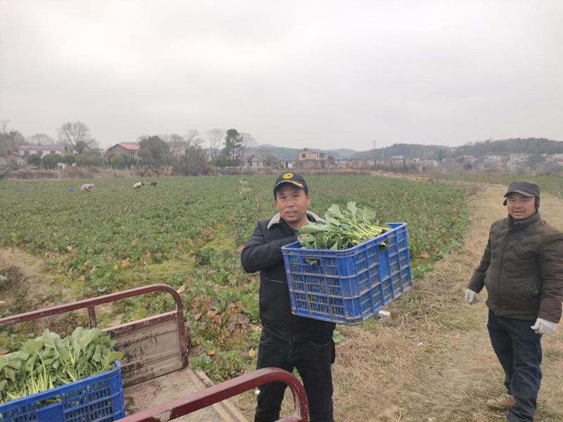 鹤岭镇：油菜喜丰收，农民笑开颜