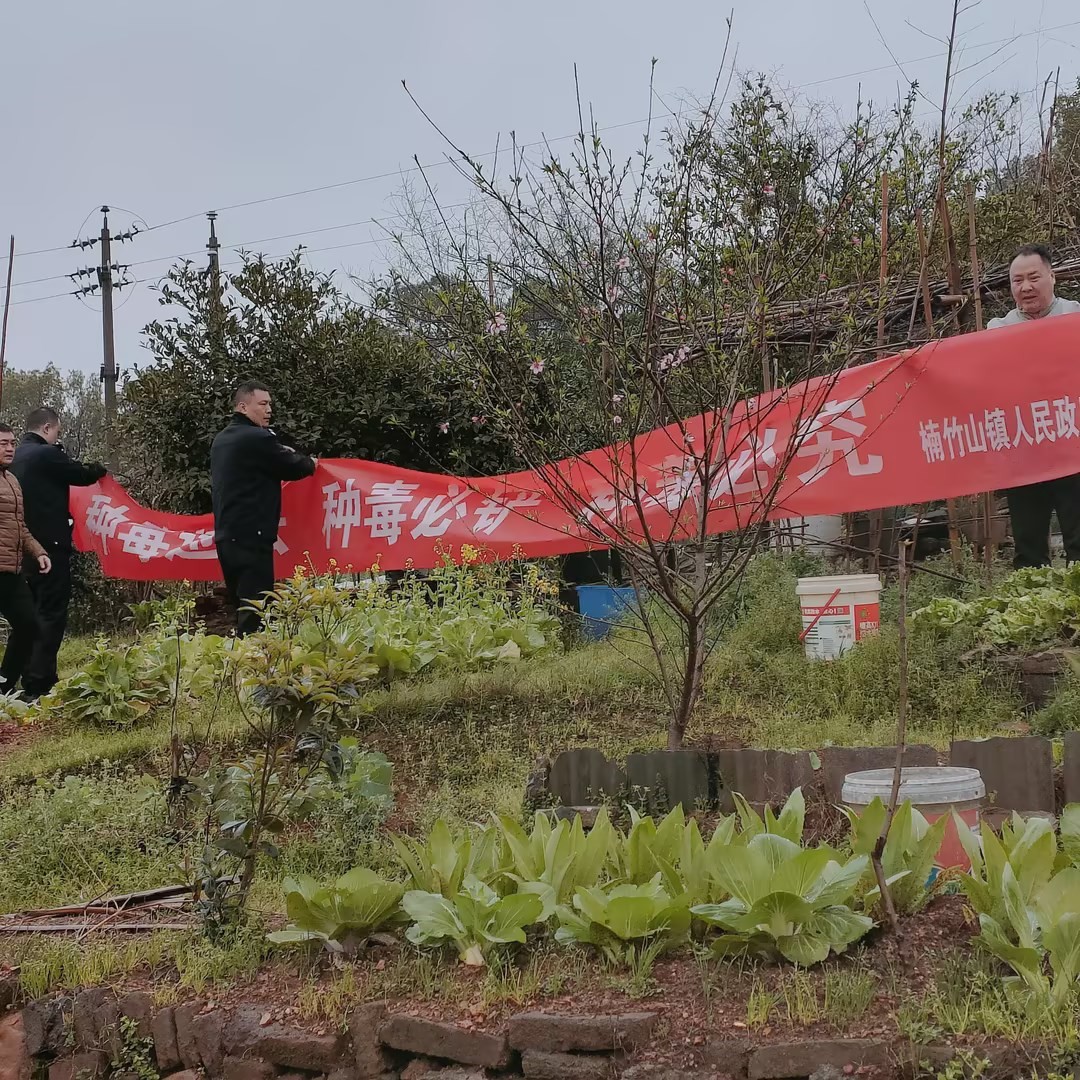 楠竹山镇：禁种铲毒进行时