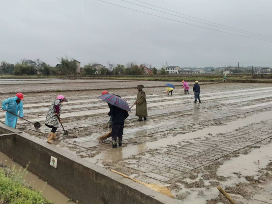 【六提工程】易建河村：集中育秧保生产，科技赋农助振兴