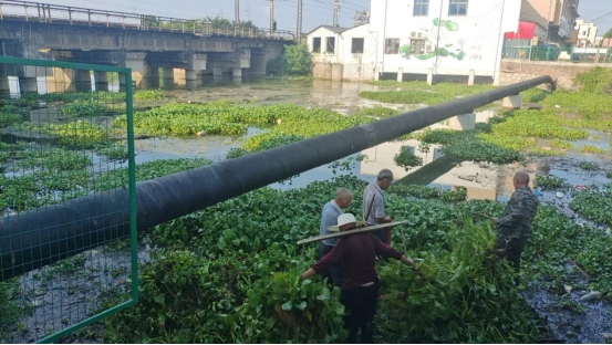 姜畲镇：开展花园河水葫芦清理专项行动