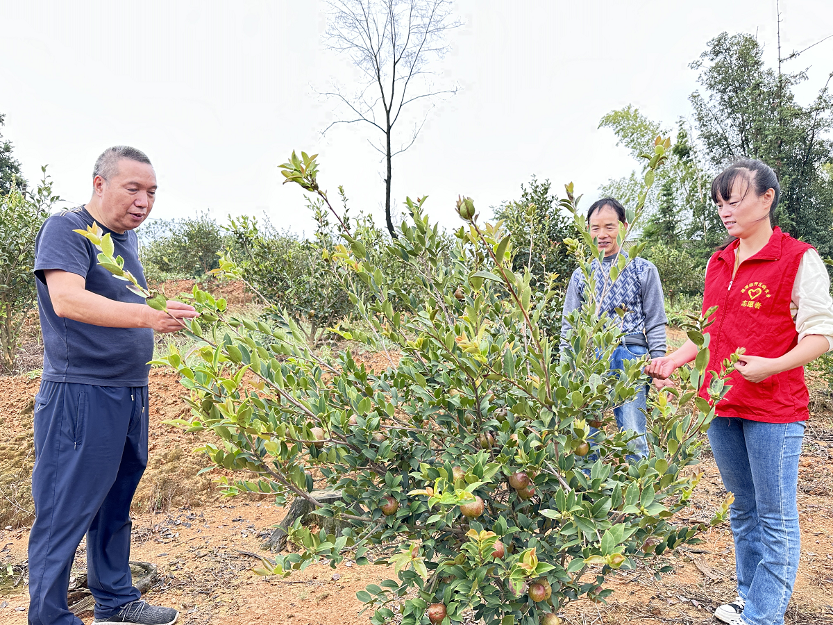 【干在雨湖】砂塘村：因地制宜种油茶，绿了荒山富了口袋