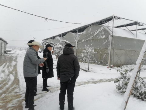 雨湖区农业农村局深入农业生产一线开展防寒抗冻技术指导
