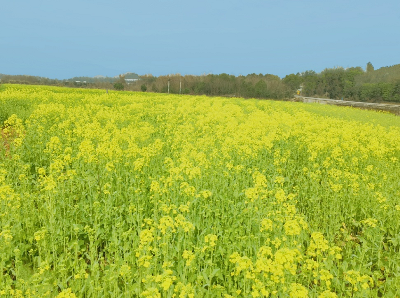 【乡村振兴】鹤岭镇：油菜花开金满地，乡村振兴画卷美
