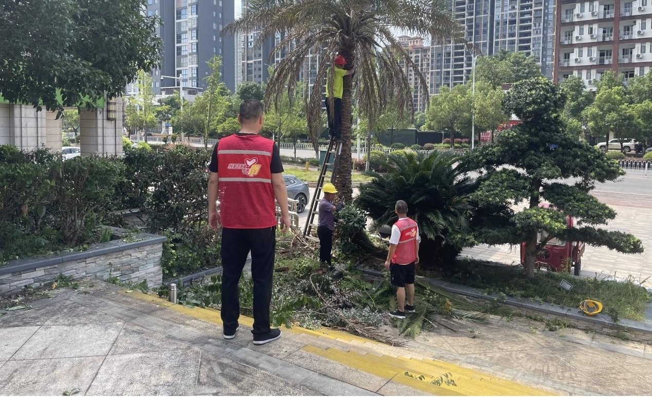 民乐社区：齐力清洁家园，开展绿化修剪志愿服务活动