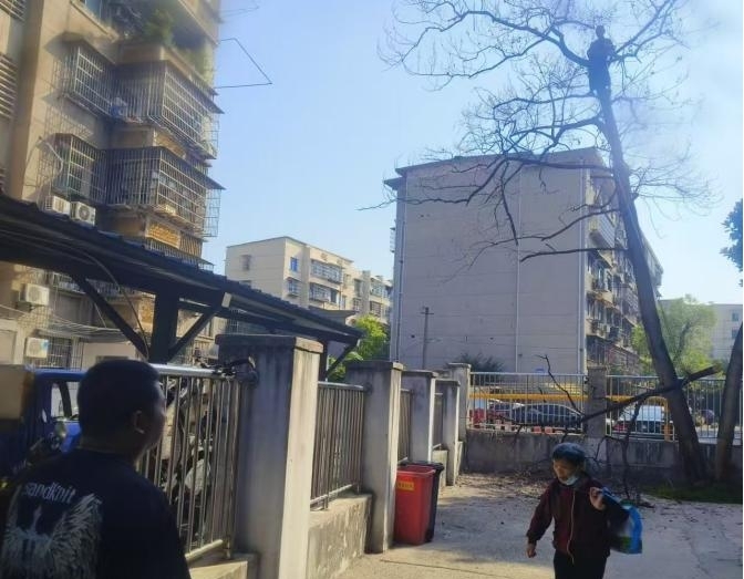 【我为群众实事】和平桥社区：砍伐树木除隐患 居民感受安全幸福