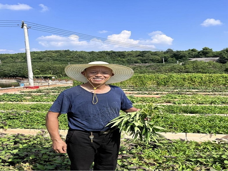 甘明坤：匠心耕耘小菜园，“鹤岭陶渊明”的田园诗意