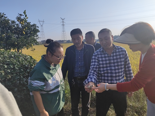【平安雨湖】长城乡：守护舌尖安全 巡查铲除野生毒蘑菇
