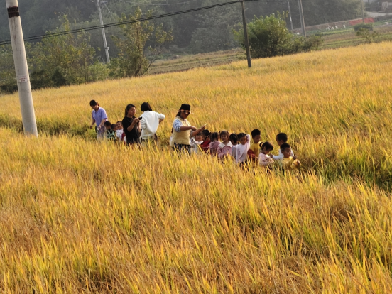 塔岭村：稻花香里说丰年，听取“娃”声一片