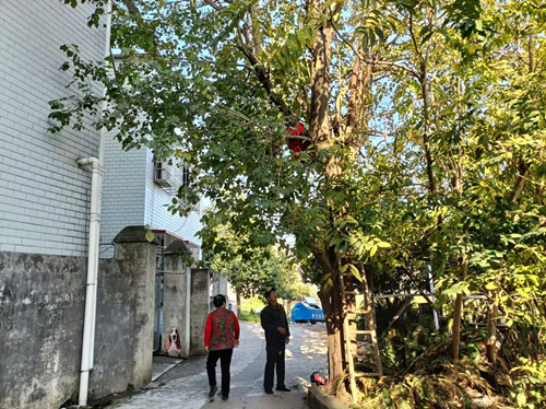 【扁平化治理】烟竹社区：邻里因“树”起纠纷，耐心调解促和谐