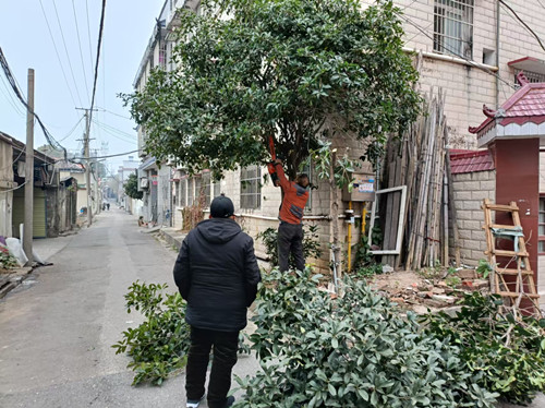 【我为群众办实事】烟竹社区：树患除安民心畅，社区服务暖情长